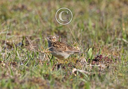 Wood Lark DM1835